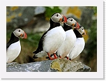 Atlantic Puffin lunni 4577 * 800 x 580 * (48KB)